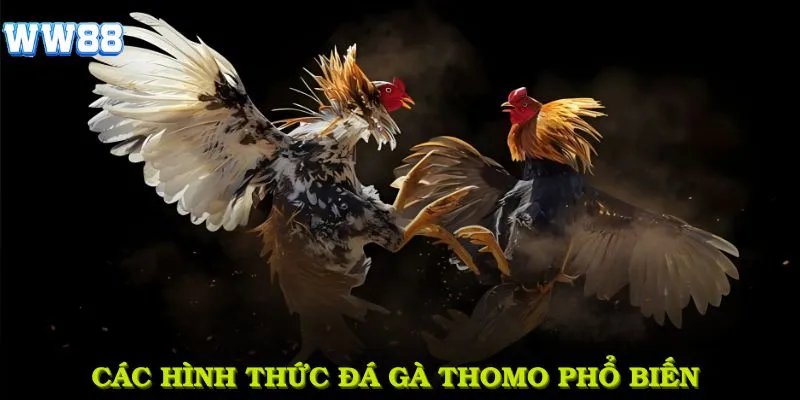 Các hình thức đá gà Thomo phổ biến bạn không thể bỏ qua