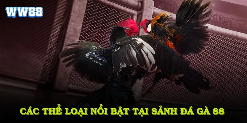 Các thể loại nổi bật tại sảnh đá gà 88 bạn nên thử