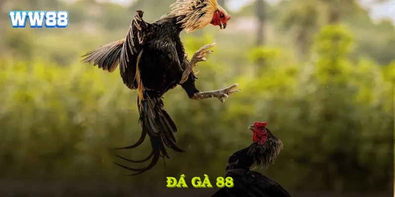 Đá gà 88