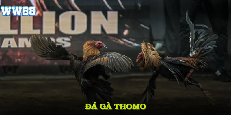 Đá gà thomo