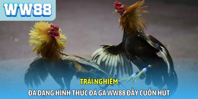 Trải nghiệm đa dạng hình thức đá gà WW88 đầy cuốn hút
