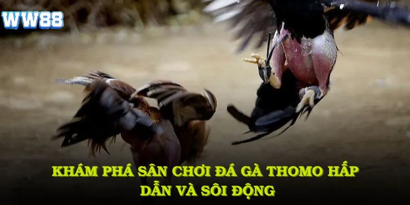 Khám phá sân chơi đá gà Thomo hấp dẫn và sôi động hàng đầu hiện nay