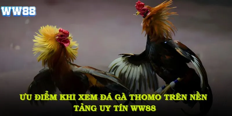 Ưu điểm khi xem đá gà Thomo trên nền tảng uy tín WW88