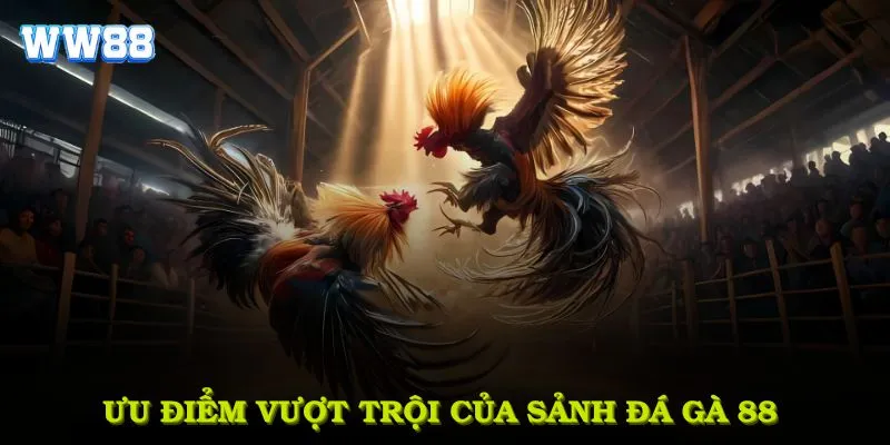 Ưu điểm vượt trội của sảnh đá gà 88 tại WW88